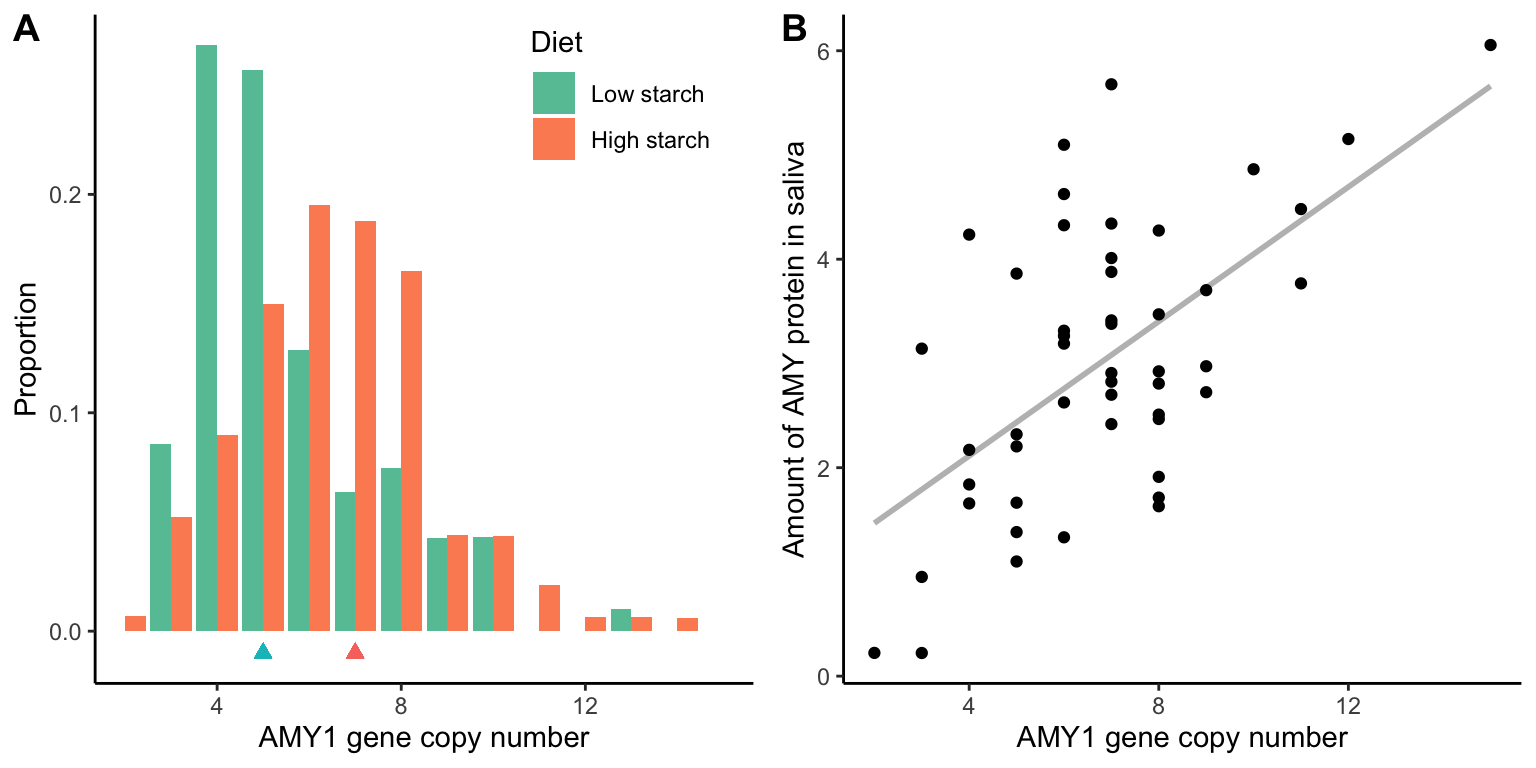 A. AMY1 gene copy number in human populations with a high starch diet and populations with a low starch diet. Triangles indicate median copy numbers. [Data](data/12_amylase1.csv) from Perry et al. (2007). B. Copy number variation of AMY1 is directly correlated with the amount amylase protein present in the saliva of individuals, indicating that copy number variation likely impacts function. [Data](data/12_amylase2.csv) from Perry et al. (2007).