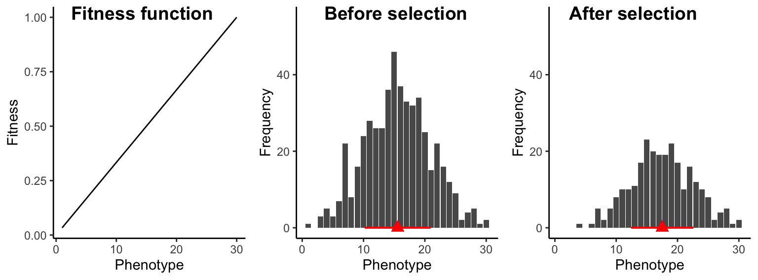 Under directional selection, individuals at one end of the phenotypic spectrum have a fitness advantage over individuals at the other end of the phenotypic spectrum. As a consequence, trait distributions after selection exhibit a higher mean (red triange) and slightly reduced variation (red bar).