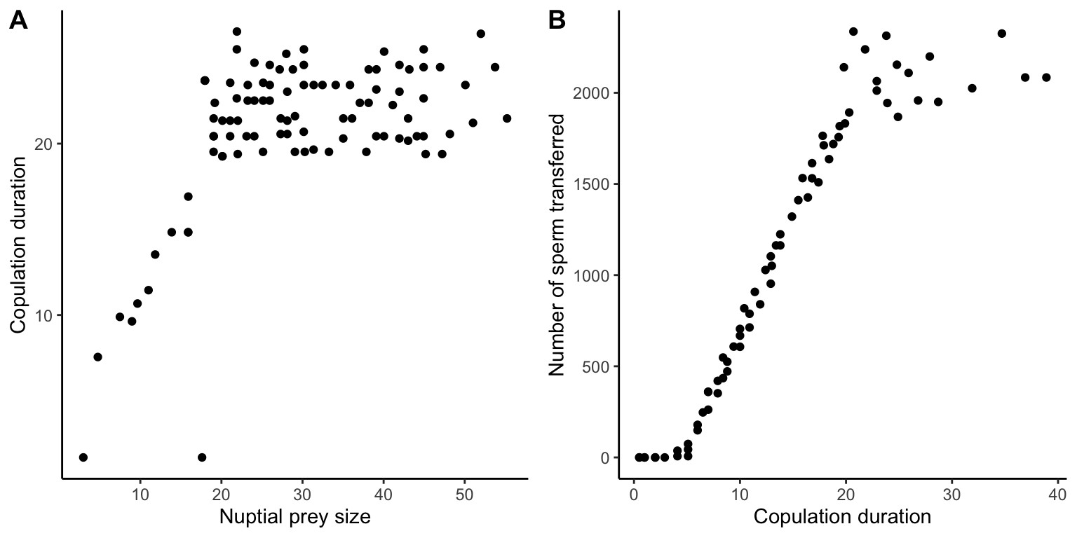 A. The copulation duration of hanging flies (*Bittacus apicalis*) depends on the size of the nuptial prey item a male presents to the female prior to copulation [Data](data/10_bittacus1.csv) from Thornhill (1976). B. Copulation duration is correlated with the number of sperm a male can transfer. Hence, small nuptial prey items may result in incomplete fertilization. [Data](data/10_bittacus2.csv) from Thornhill (1976).