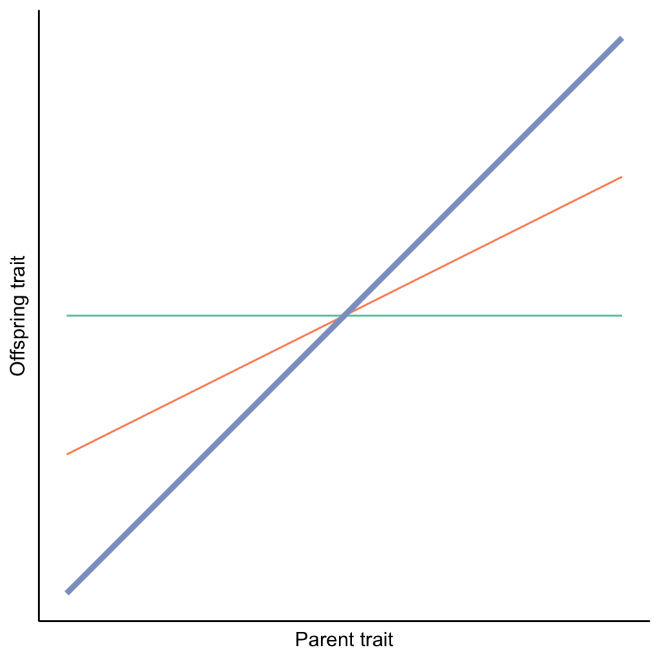 The slope of parent-offspring regressions reveal the degree of heritability. A slope of one indicates high heritability (blue line), while a slope of zero indicates no heritability (orange line). Intermediate slopes indicate that genetic and environmental effects both impact trait variation in a population.