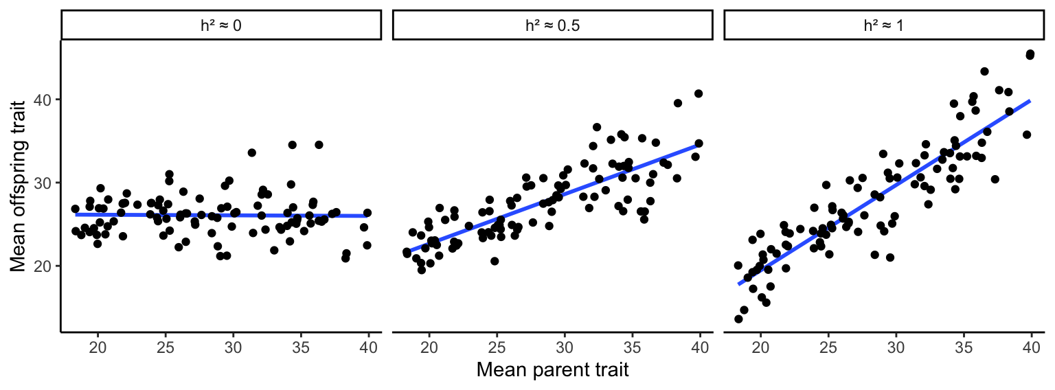 Parent-offspring regressions reveal the degree of heritability in quantitative traits. A slope of zero indicates no heritability; a slope of 1 indicates perfect heritability. Slopes in between those values describe the relative contributions of genetic and environmental variation on phenotypic variation.