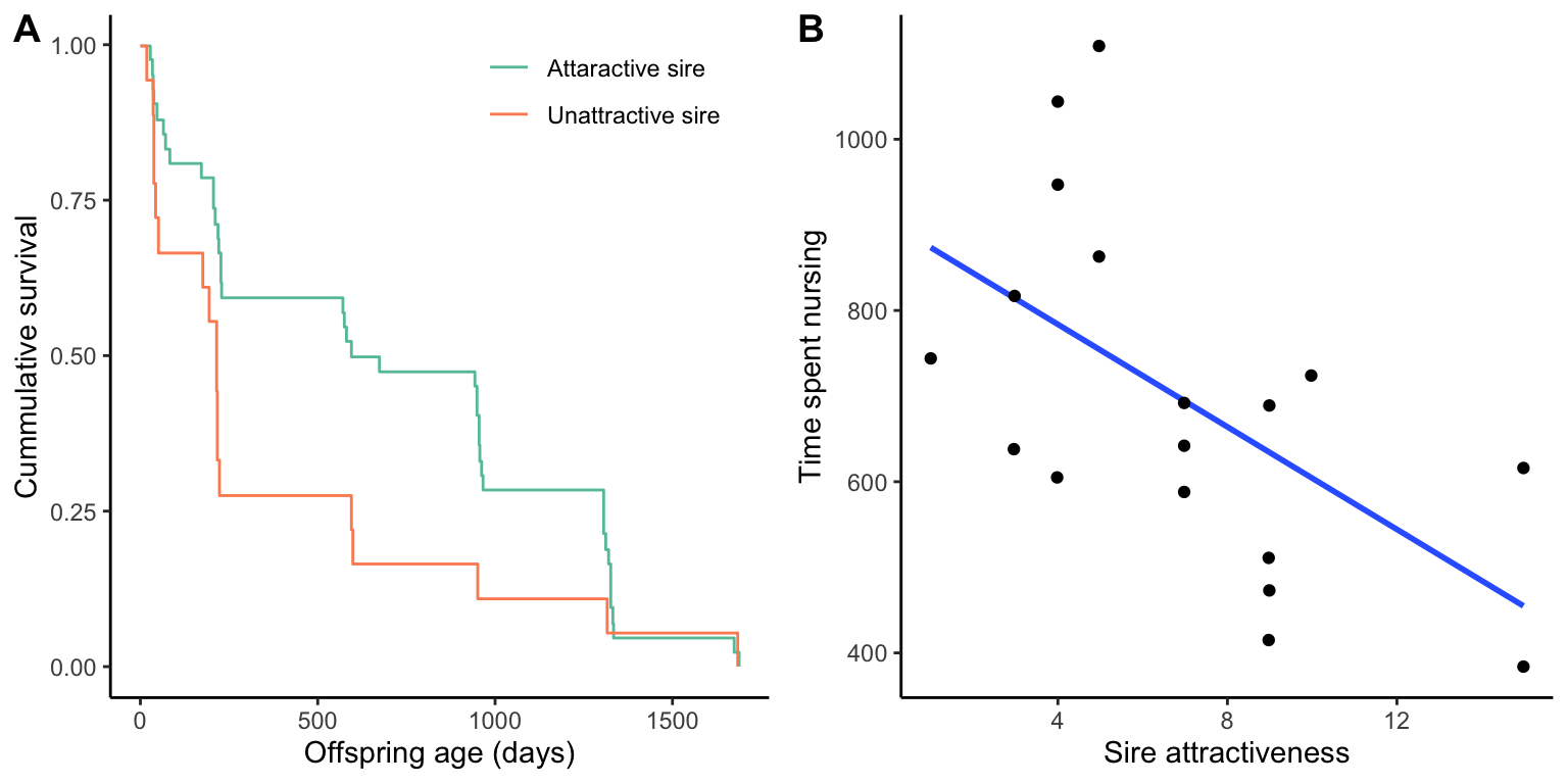 Evidence supporting the good genes hypothesis in pronghorn antelope (*Antilocapra americana*): A. Cummulative survival of offspring sired by attractive vs. unattractive males. Offspring of attractive males were more likely to survive to weaning and to age classes as late as 5 years. [Data](data/10_pronghorn.csv) from Byers and Waits (2006). B. Matings with unattractive males also came with additional direct costs for females, as they compensated subpar offspring performance by elevating rates of milk delivery to their young. [Data](data/10_pronghorn2.csv) from Byers and Waits (2006).