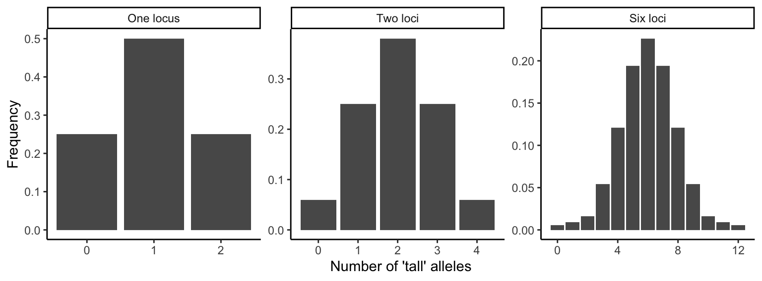 Phenotypes in F2 crosses are normally distributed if all alleles have additive effects. These three graphs show how the number of phenotypic categories increases as a function of the number genes involved in the expression of a particular trait.