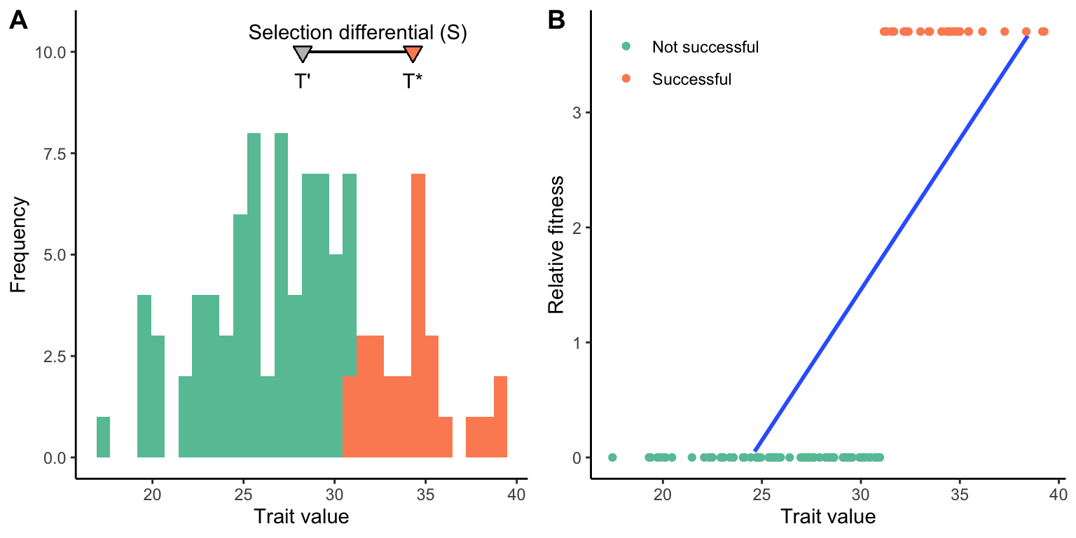 A. Graphical representation of the selection differential (*S*), which is the difference between the selected individuals (*T**) and all individuals in the population (*T'*). The gray triangle represents the average trait value of all individuals, and the green triangle the average of all the successful individuals. The distance between the two is the selection differential. B. Graphical representation of the selection gradient (*m*). The selection gradient is the slope of the best-fit line between individual trait values and relative fitness.