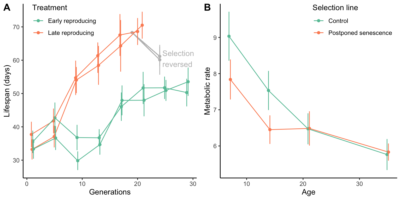 A. Evolution of lifespan in selection lines that either reproduce early or late in life. Not the increase in lifespan especially in late-reproducing flies and the decrease in lifespan once selection in reversed. [Data](data/12_selection_longevity.csv) form Luckinbill and Clare (1985). B. The evolution of increased lifespan leads to a decrease of metabolic rates, but only in the first two weeks of a fly's life. [Data](data/12_old-mr.csv) form Service (1987).