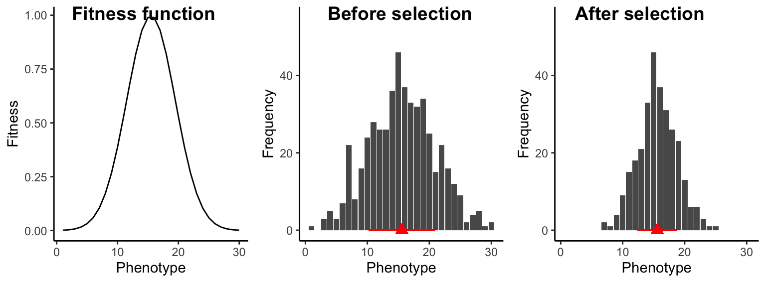 Under stabilizing selection, intermediate individuals exhibit a fitness advantage, which does not change the population trait average (red triangle), but it causes a decrease in trait variation across generations (represented by the red bar).