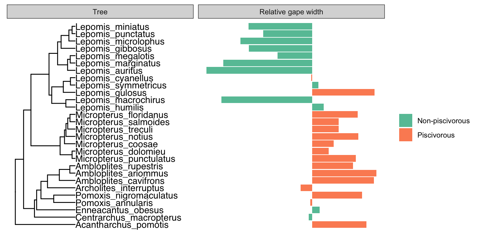 Gape width variation of centrarchid fishes as a function of their dietary habits. Species with higher than average gape with have positive scores, species with lower than average gaoe width have negative scores. The phylogenetic tree in the left panel indicates that piscivory has evolved independently multiple times within the family. [Phylogeny](data/9_centrarchidae.tre) from Near et al. (2005); [gape width data](data/9_centrarchidae.csv) from Collar et al. (2009).