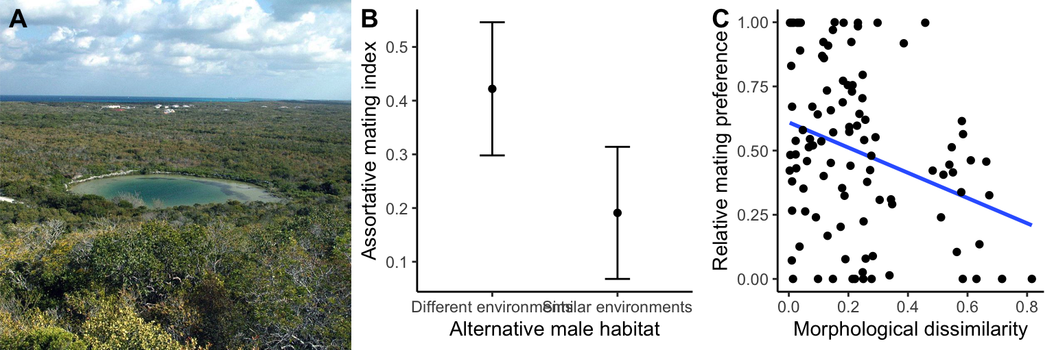 A. Watling's Blue Hole, southwestern San Salvador Island, eastern Bahamas. Photo: [James St. John](https://www.flickr.com/people/47445767@N05), [CC BY 2.0](https://creativecommons.org/licenses/by/2.0). B. Assortative mating preferences of female mosquitofish that could choose beteen a male from their own population or a male that either came from a different blue hole with the same predation environment or a different blue hole from a different predation environment. Assortative mating with the male from the female's own population is much strong when she is confronted with a foreign male from a different environment. [Data](data/11_gambusia-assortative-mating.csv) form Langerhans et al. (2007). C. Female mating preferences are parimarily based on body shape, and relative mating preferences decrease with increasing dissimilarity of a male's body shape to the locally adapted form. [Data](data/11_gambusia-assortative-mating2.csv) form Langerhans et al. (2007).