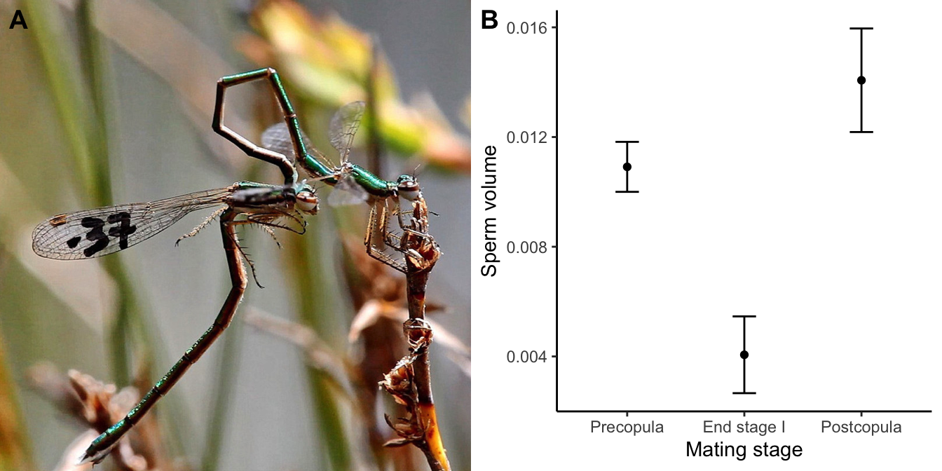 A. Mating in the damselfly *Hemiphlebia mirabilis*. During stage I of the copulation, males use their modified genitalia to remove sperm from previous copulations. B. Sperm volumes found in female damselflies before copulation, at the end of stage I, and after the copulation. The decline in volume at the end of stage I indicates that males remove sperm from previous partners to replace it with theor own. [Data](data/10_damsel.csv) from Cordero-Rivera (2016).