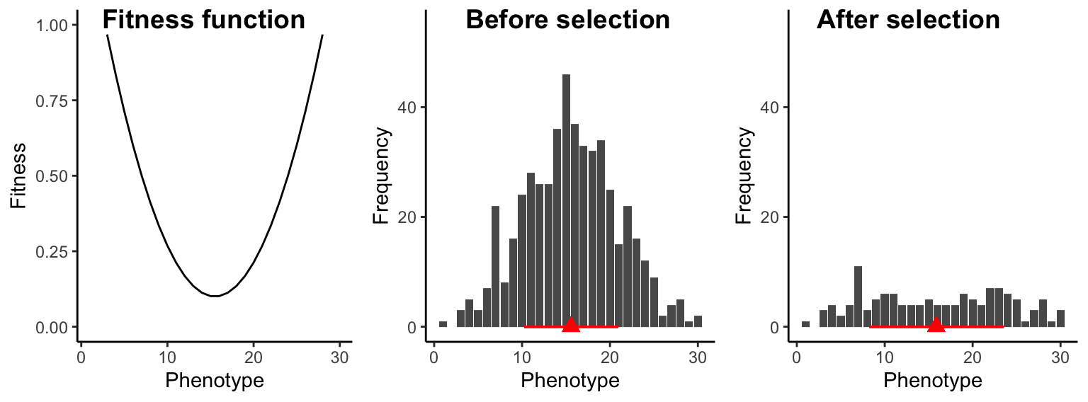 Under disruptive selection, intermediate individuals have a fitness disadvantage. As a consequence, trait variation is increased across generations (red bars) but the mean trait value (red triangle) does not change.