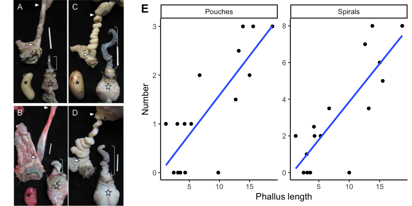 Examples of genital covariation in waterfowl. (A) Harlequinduck (*Histrionicus histrionicus*) and (B) African goose (*Anser cygnoides*),two species with a short phallus and no forced copulations, in which females have simple vaginas.(C) Long-tailed duck (*Clangula hyemalis*), and (D) Mallard (*Anas platyrhynchos*), two species with a long phallus and high levels of forced copulations, in which females havevery elaborate vaginas (size bars = 2 cm). Bracket = phallus; asterisk = testis; star = muscular base of the male phallus; triangles = upper and lower limits of the vagina. (E) Relationship between male phallus length and the number of pouches and spirals in the female vagina across different species of waterfowl. Pictures and [data](data/10_duck-genitals.csv) from Brennan et al. (2007).