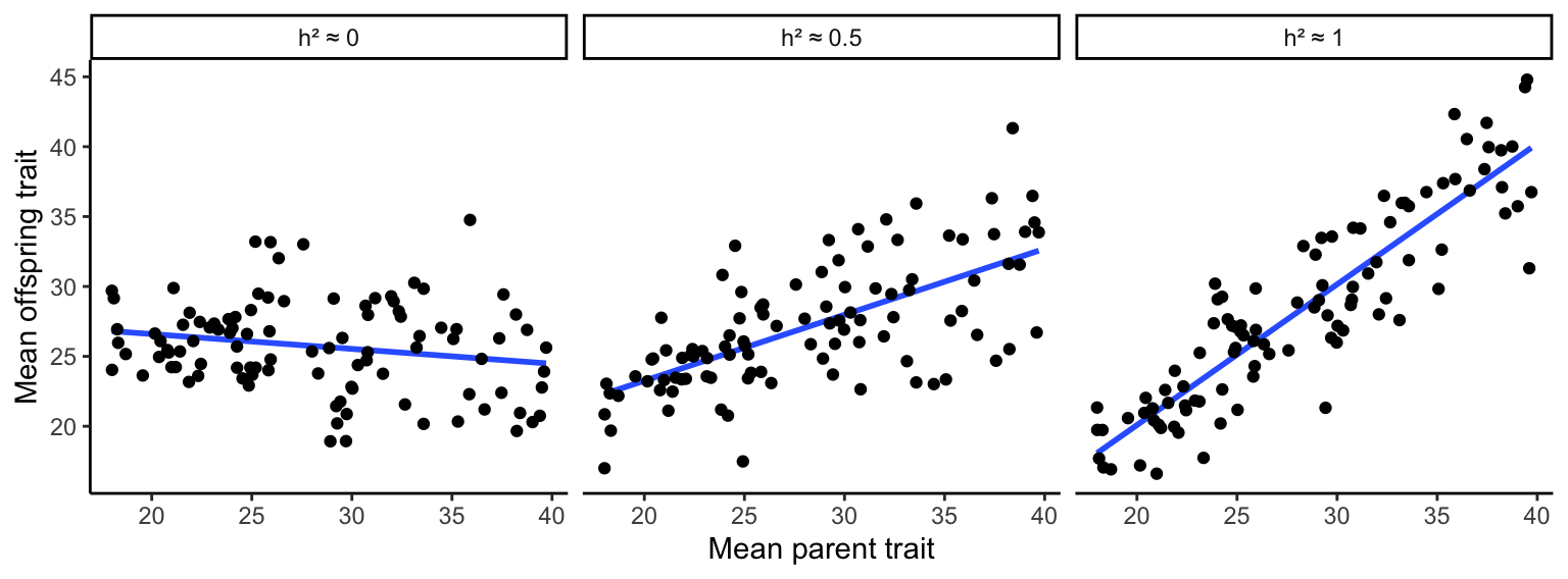 Parent-offspring regressions reveal the degree of heritability in quantitative traits. A slope of zero indicates no heritability; a slope of 1 indicates perfect heritability. Slopes in between those values describe the relative contributions of genetic and environmental variation on phenotypic variation.