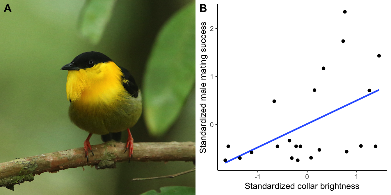 A.Male golden-collared manakin (*Manacus vitellinus*). Photo by [Aaron Maizlish](https://www.flickr.com/photos/amaizlish/), [CC BY-NC 2.0](https://creativecommons.org/licenses/by-nc/2.0/). B. Female manakins make mating decisions based on the coloration of males, and plumage brightness predicts male mating success in this species. [Data](data/10_manakin.csv) from Stein and Uy (2005).