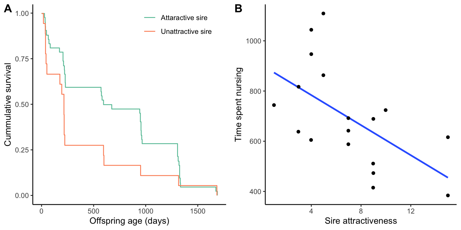 Evidence supporting the good genes hypothesis in pronghorn antelope (*Antilocapra americana*): A. Cummulative survival of offspring sired by attractive vs. unattractive males. Offspring of attractive males were more likely to survive to weaning and to age classes as late as 5 years. [Data](data/10_pronghorn.csv) from Byers and Waits (2006). B. Matings with unattractive males also came with additional direct costs for females, as they compensated subpar offspring performance by elevating rates of milk delivery to their young. [Data](data/10_pronghorn2.csv) from Byers and Waits (2006).