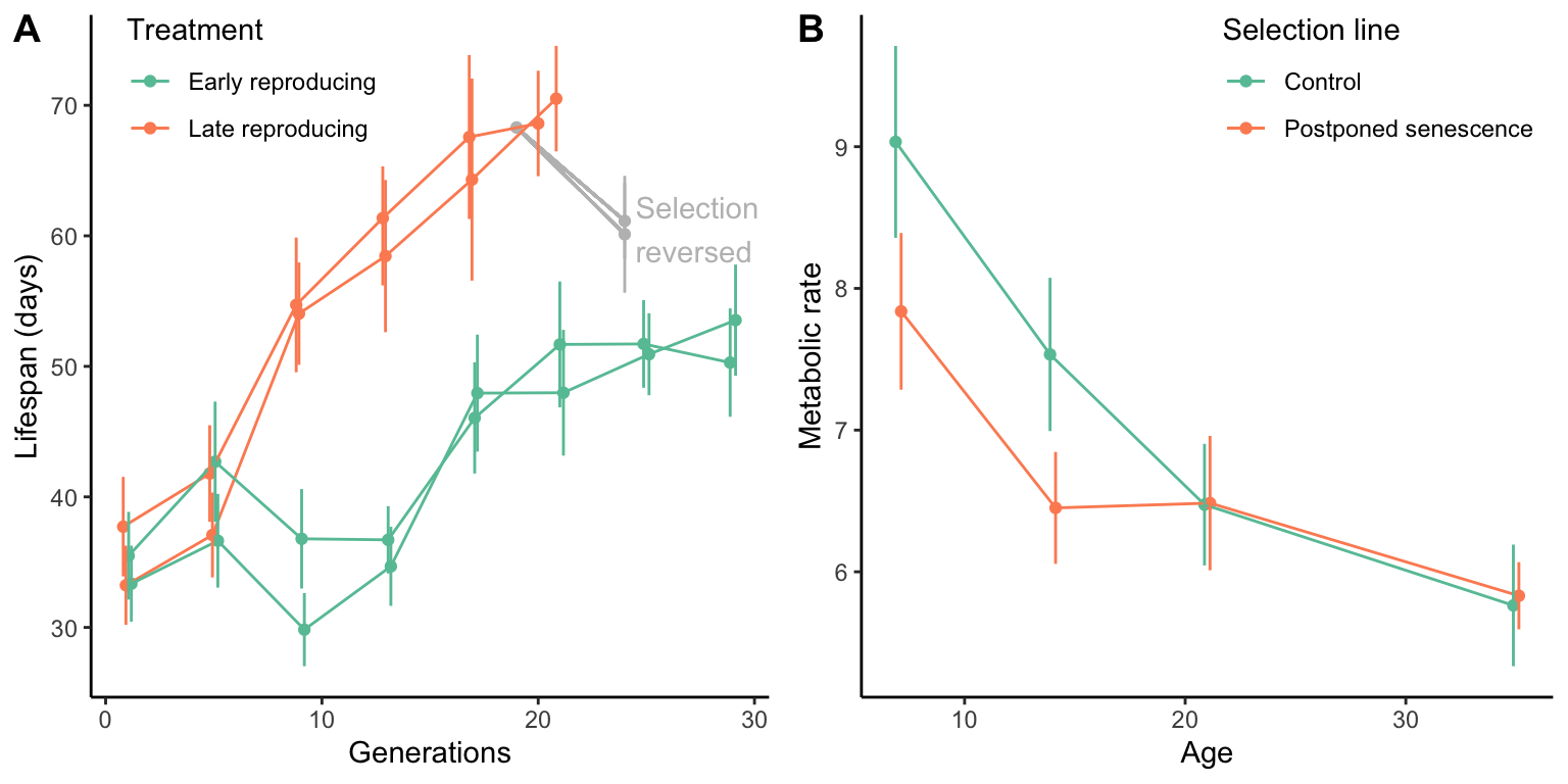 A. Evolution of lifespan in selection lines that either reproduce early or late in life. Not the increase in lifespan especially in late-reproducing flies and the decrease in lifespan once selection in reversed. [Data](data/12_selection_longevity.csv) form Luckinbill and Clare (1985). B. The evolution of increased lifespan leads to a decrease of metabolic rates, but only in the first two weeks of a fly's life. [Data](data/12_old-mr.csv) form Service (1987).