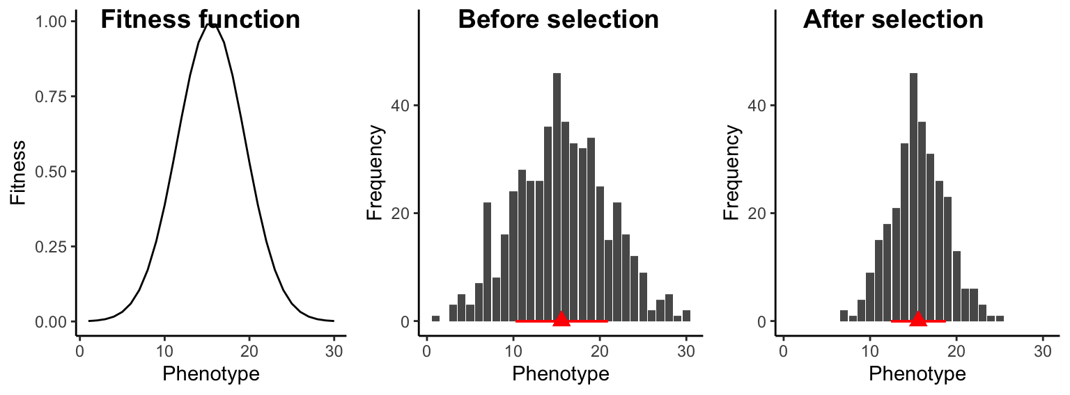 Under stabilizing selection, intermediate individuals exhibit a fitness advantage, which does not change the population trait average (red triangle), but it causes a decrease in trait variation across generations (represented by the red bar).