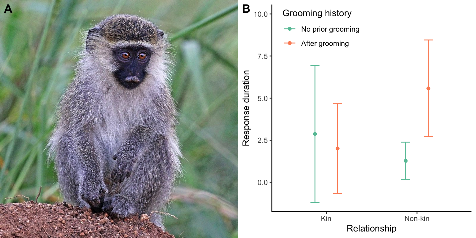 A. Juvenile vervet monkey (*Chlorocebus pygerythrus*). Photo: Charles J. Sharp, [CC BY-SA 4.0](https://creativecommons.org/licenses/by-sa/4.0). B. Grooming between unrelated individuals increases the probability that they will subsequently attend to each others' solcitations for aid (as measured by vocalization responses). In contrast, grooming did not impact interactions between kin. [Data](data/10_vervets.csv) from Seyfarth and Cheney (1984).