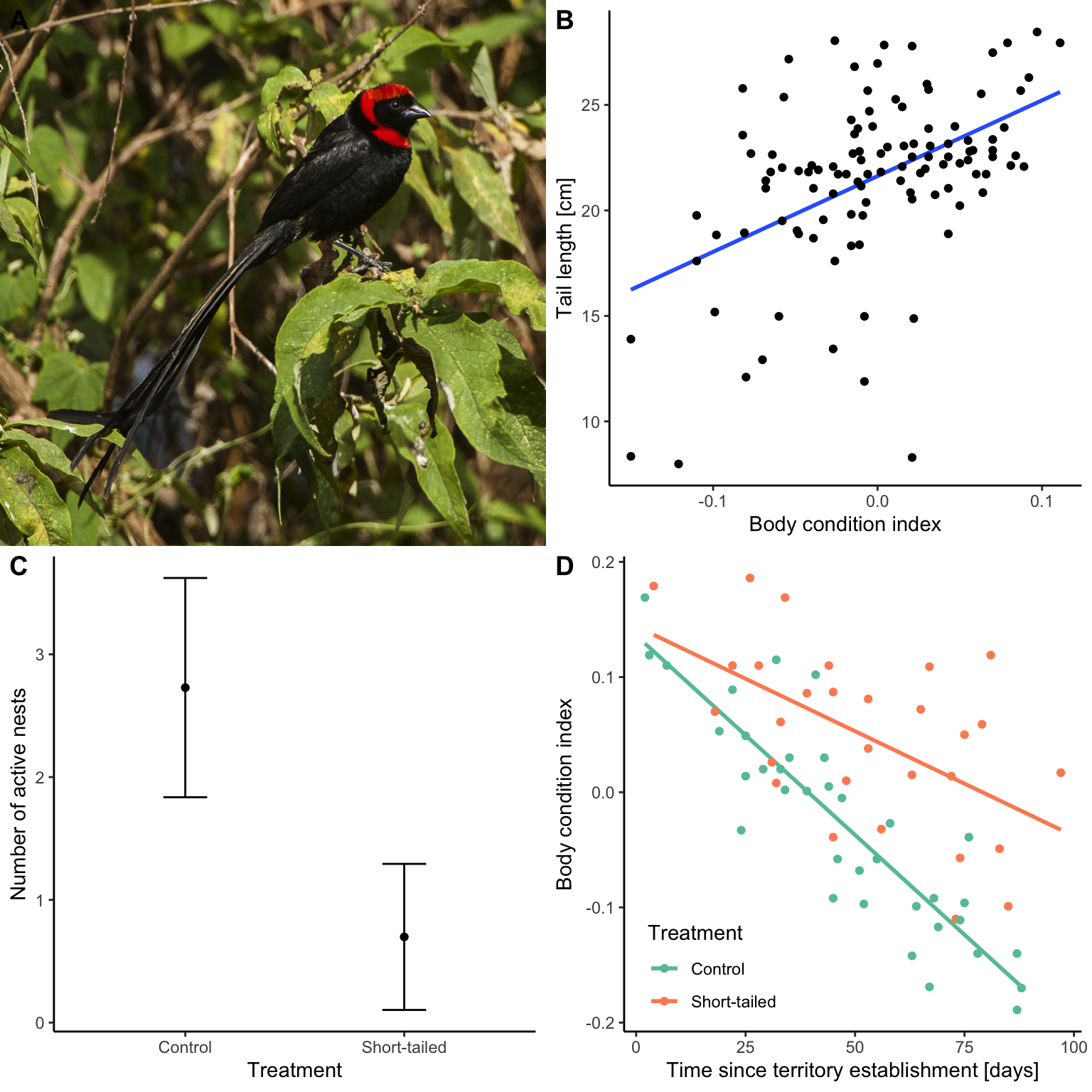 A. Male red-collared widowbird (*Euplectes ardens*). Photo: Francesco Veronesi, [CC BY-SA 2.0](https://creativecommons.org/licenses/by-sa/2.0). B. Male tail length is correlated with body condition. [Data](data/10_widow-bird1.csv) from Pryke and Andersson (2005). C. Males that had their tails cut short had a lower number of active nests during the breeding season compared to males whose tails were not manipulated. [Data](data/10_widow-bird2.csv) from Pryke and Andersson (2005). D. Males whose tails were cut short lost less body condition over the course of the breeding season than un-manipulated males. This indicates that the long tail actually comes at a cost. [Data](data/10_widow-bird3.csv) from Pryke and Andersson (2005).