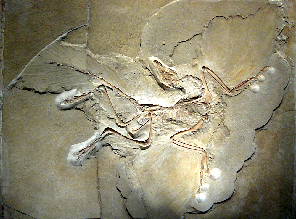 *Archaeopteryx lithographica*, specimen displayed at the Museum of Natural History, Berlin, Germany. Photo by H. Raab, [CC BY-SA 3.0](https://creativecommons.org/licenses/by-sa/3.0/deed.en), via Wikimedia Commons.