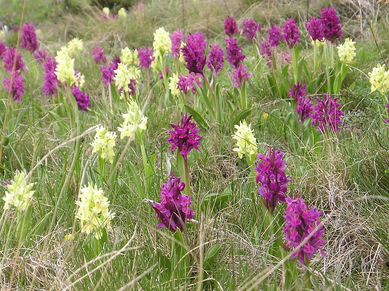 *Dactylorhiza sambucina* (yellow and purple/red forms growing together) in Andorra. Photo by Strobilomyces, [CC BY-SA 3.0](https://creativecommons.org/licenses/by-sa/3.0), via Wikimedia Commons.