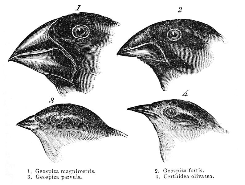 Examples of Darwin's finches or Galapagos finches. Note the stark variation in beak sizes among the four species. Drawn by John Gould, [Public Domain](https://creativecommons.org/share-your-work/public-domain/).