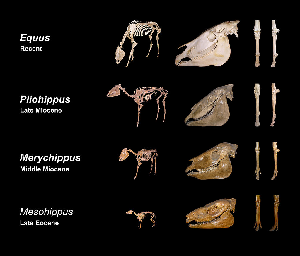 Equine evolution, composed from skeletons of the State Museum for Natural History Karlsruhe, Germany. From left to right: Size development, biometrical changes in the cranium, reduction of toes on the left forefoot. Image by H. Zell, [CC BY-SA 3.0](https://creativecommons.org/licenses/by-sa/3.0), via Wikimedia Commons.