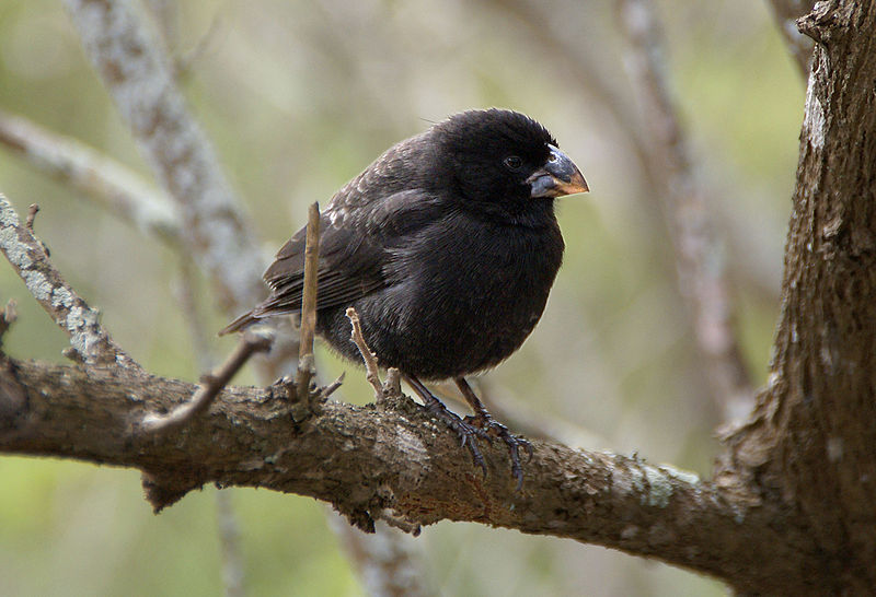 Medium Ground Finch (*Geospiza fortis*), Santa Cruz, Galapagos. Photo by [Putney Mark](http://www.flickr.com/photos/putneymark/1351694843/in/set-72157601810082531/), [CC BY-SA 2.0](https://creativecommons.org/licenses/by-sa/2.0/).