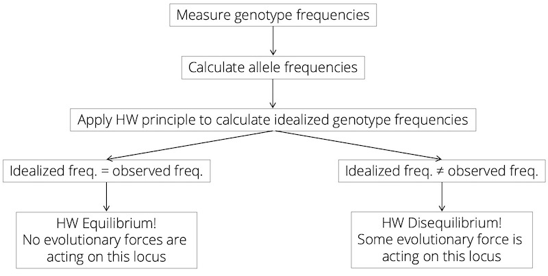 Decision tree for the application of the Hardy-Weinberg principle. If idealized and observed genotype frequencies match, a population is in Hardy-Weinberg equilibrium at that particular locus. If idealized and observed genotype frequencies do not match, a population is in Hardy-Weinberg disequilibrium at that particular locus.