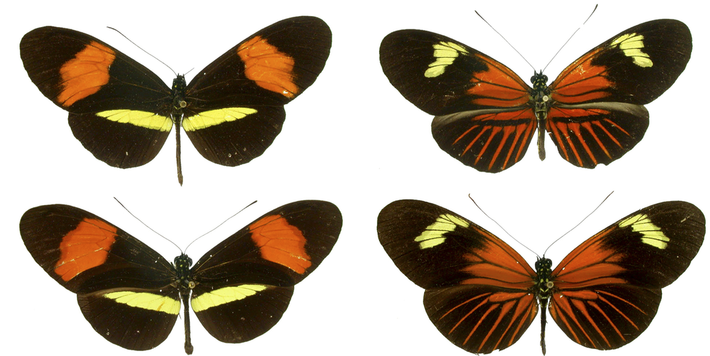 Mimicry in *Heliconius* butterflies. Specimens in the same row belong to the same species (top: *H. melpomene*; bottom: *H. erato*). Specimens in the same column were collected in the same geographic region. Image from Meyer (2006), [CC BY 2.5](https://creativecommons.org/licenses/by/2.5), via Wikimedia Commons