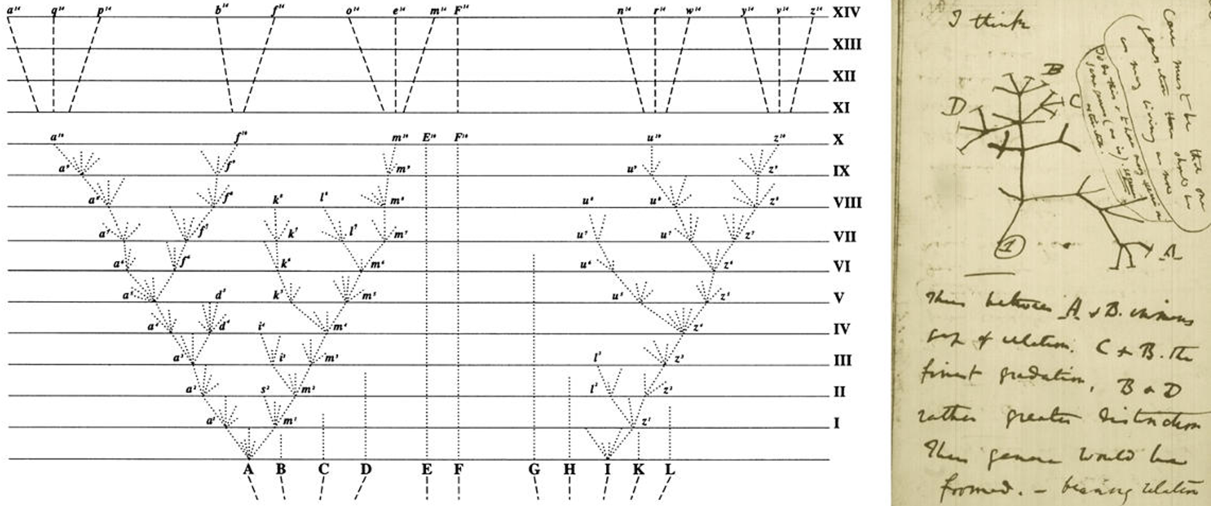 The original phylogenetic trees Darwin used to illustrate common ancestry. Left: The Tree of Life image that appeared in Darwin's *On the Origin of Species by Natural Selection* (1859). It was the book's only illustration. Right: Charles Darwin's original 1837 sketch, his first diagram of an evolutionary tree from his *First Notebook on Transmutation of Species* (1837). Illustrations by Charles Darwin, [Public Domain](https://creativecommons.org/publicdomain/zero/1.0/).
