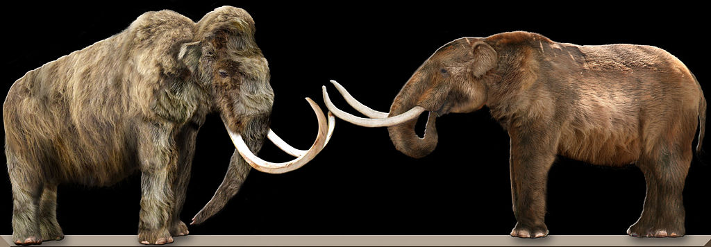 A woolly mammoth (left) and an American mastodon (right) facing each other, showing the physical differences between the two extinct animals. Illustration by [Dantheman9758](https://en.wikipedia.org/wiki/User:Dantheman9758), [CC BY-SA 3.0](https://creativecommons.org/licenses/by-sa/3.0/deed.en).