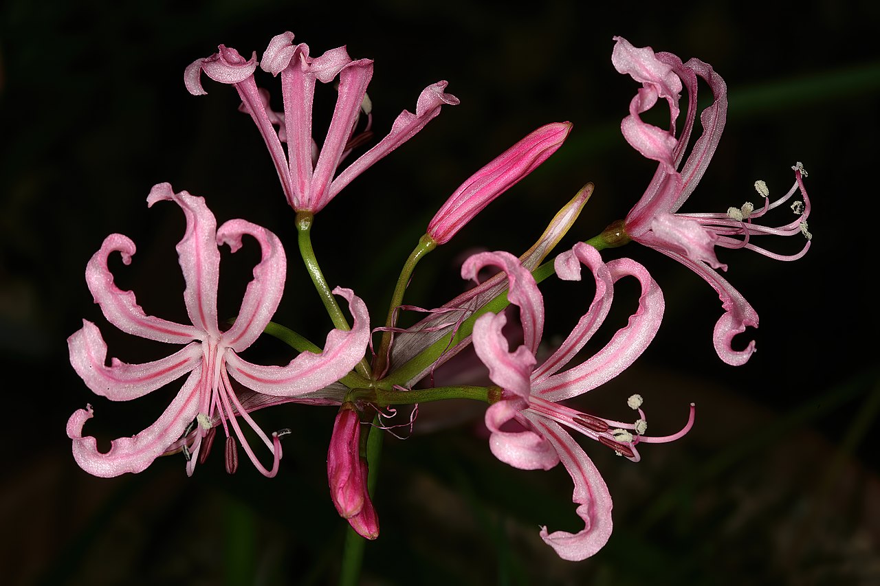 *Nerine humilis*, flowers; Kirstenbosch National Botanical Garden, Cape Town, Western Cape, South Africa. Photo: SAplants, [CC BY-SA 4.0](https://creativecommons.org/licenses/by-sa/4.0), via Wikimedia Commons.