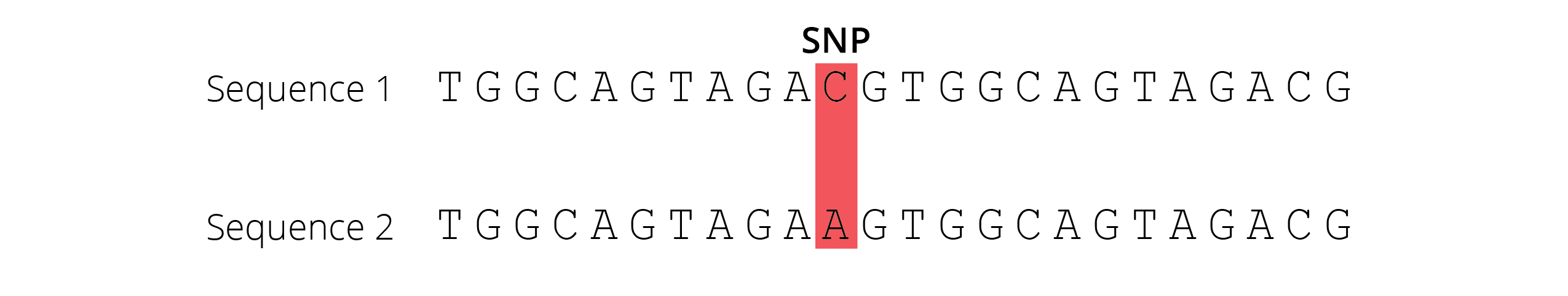 A Single Nucleotide Polymorphism (SNP) is a change of nucleotides at a single base-pair location on DNA.