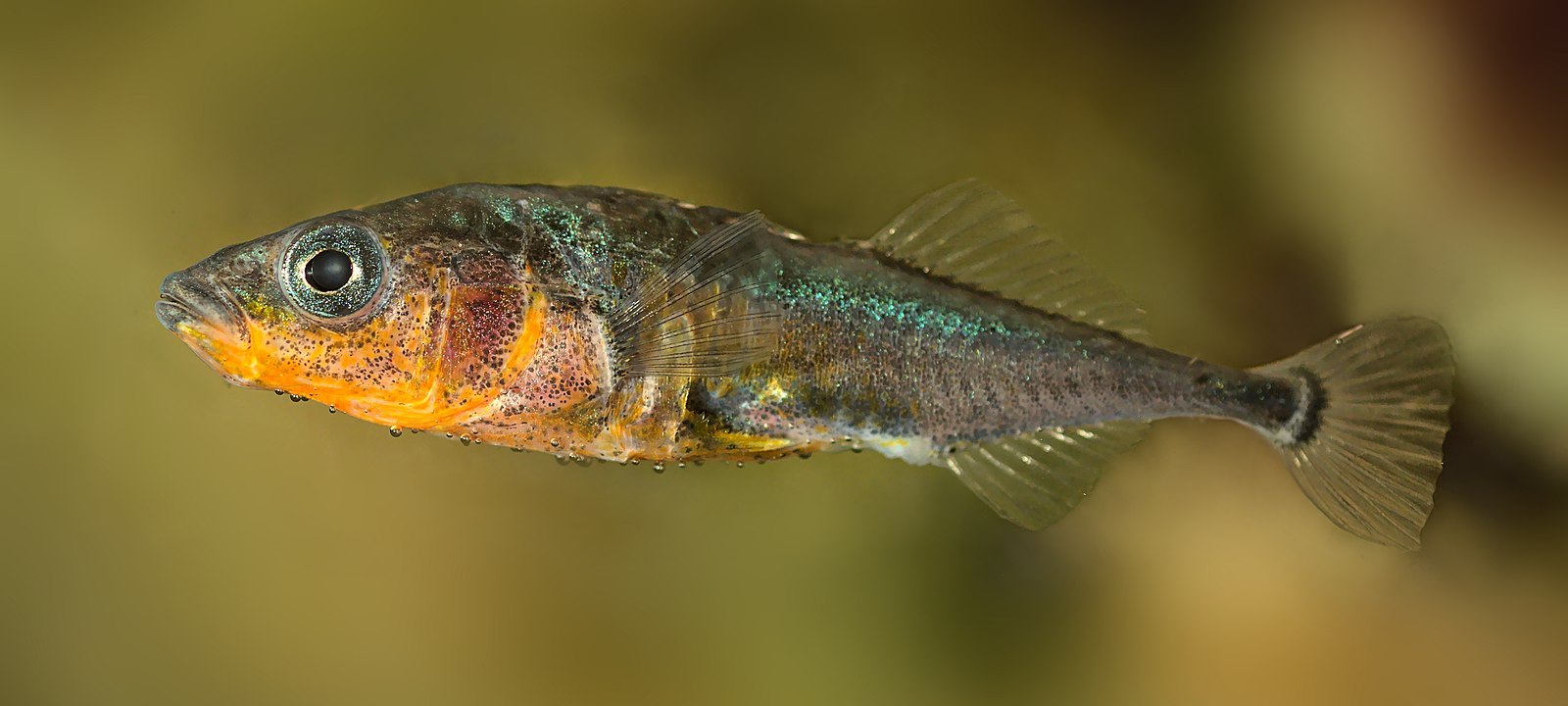 Threespine stickleback (*Gasterosteus aculeatus*). Photo by Gilles San Martin, [CC BY-SA 2.0](https://creativecommons.org/licenses/by-sa/2.0), via Wikimedia Commons