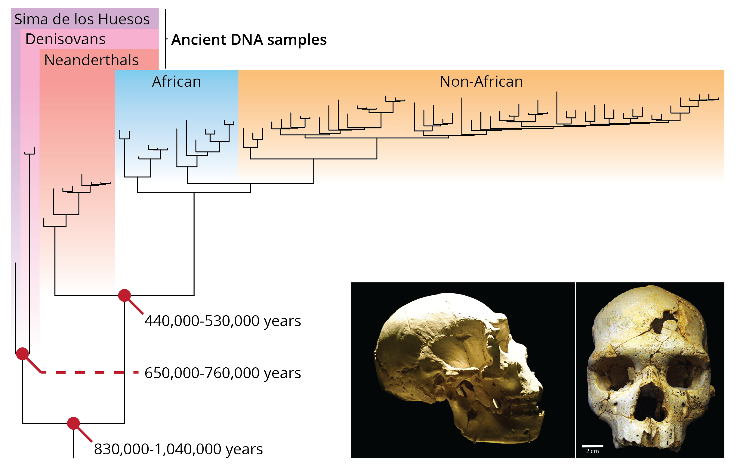 Phylogeny modern humann and pre-modern *Homo* for which we have ancient DNA available. This tree was derived from mitochondrial genome sequences and includes divergence time estimates for critical nodes. Adopted from Meyer et al. (2014). Inserts show crania collected at Lima de los Huesos. Photo of lateral view by UtaUtaNapishtim, [CC BY-SA 4.0](https://creativecommons.org/licenses/by-sa/4.0), photo of frontal view from Sala et al. (2015). 