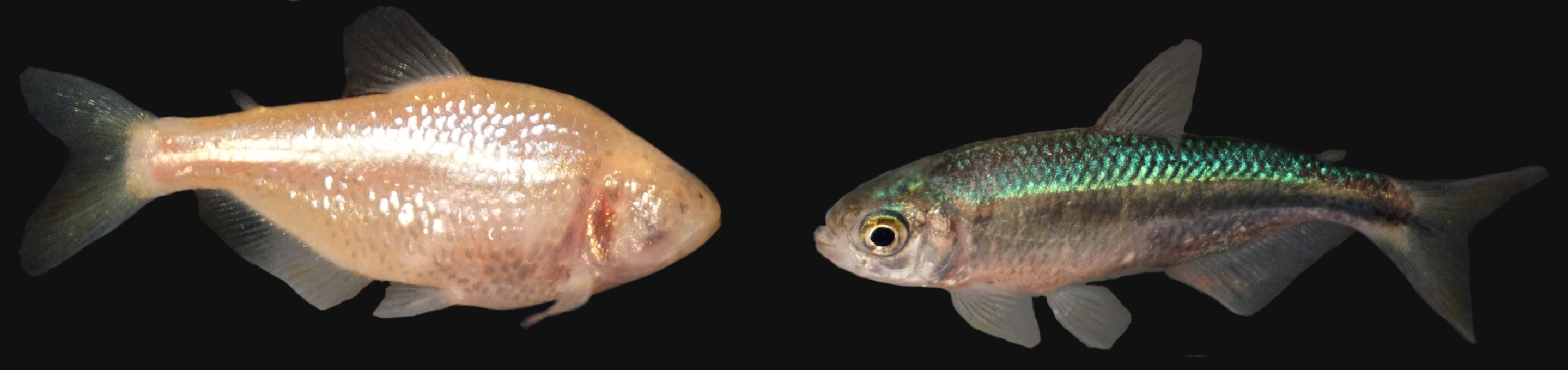 Different forms of *Astyanax mexicanus*. Left: Cave form, which is completely blind and lacks body pigmentation as an adult. Right: An individual from a surface stream for comparison. Photos by [Daniel Castranova, NICHD/NIH](https://www.flickr.com/photos/nihgov/27589386037), [Public Domain](https://creativecommons.org/share-your-work/public-domain/).