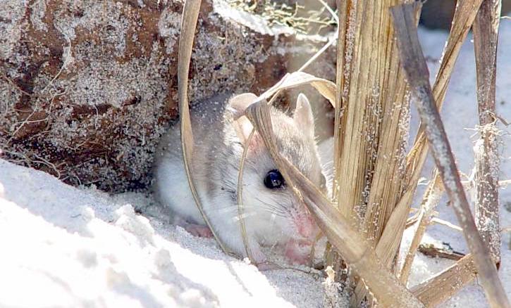 Beach mice exhibit much lighter coat colors than relatives in grassland and forest habitats. Photo by USFWS, [CC BY 2.0](https://creativecommons.org/licenses/by/2.0/)