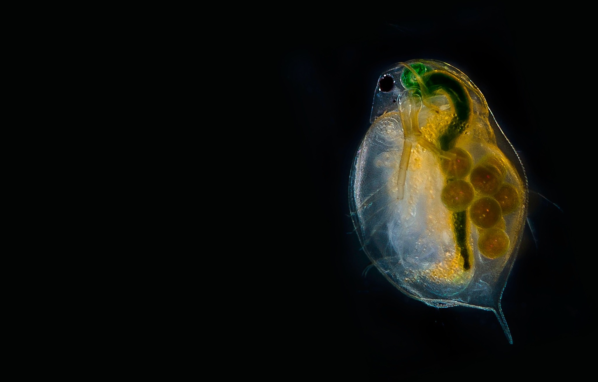 *Daphnia magna* is a small planktonic crustacean. In this specimen, the tail spine is only weakly developed, and the head spine is missing. Photo: [Per Harald Olsen](https://www.flickr.com/photos/92416586@N05/14004524707), [CC BY 2.0](https://creativecommons.org/licenses/by/2.0/).