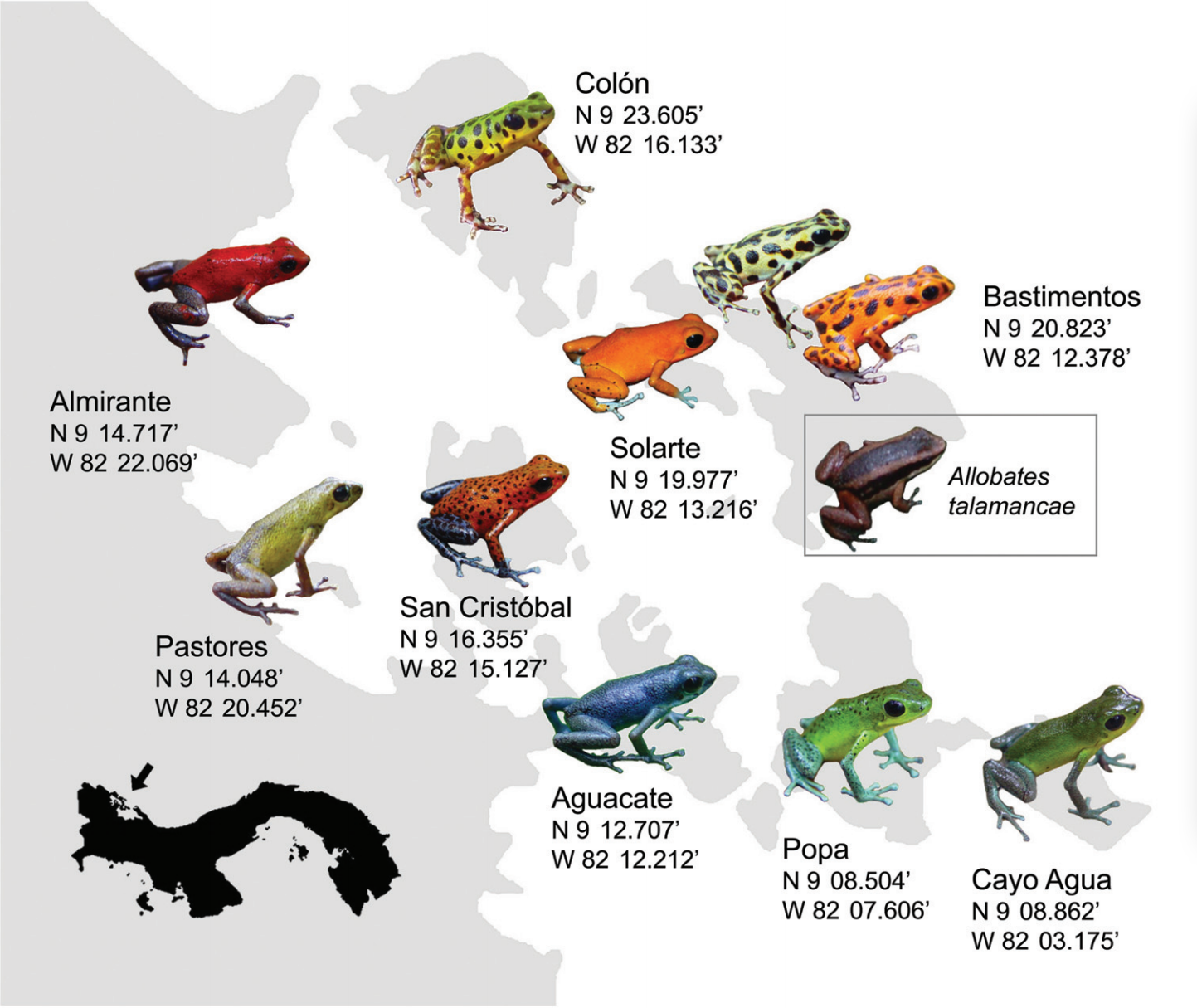 Intraspecific variation observed in the poison dart frog *Oophaga pumillio* across islands of the Bocas del Toro Archipelago Panama. Note that *Allobates talamancae* is a nontoxic frog species that coexists with the other species. Photo: Mann and Cummings (2012), [CC BY-SA 4.0](https://creativecommons.org/licenses/by-sa/4.0).