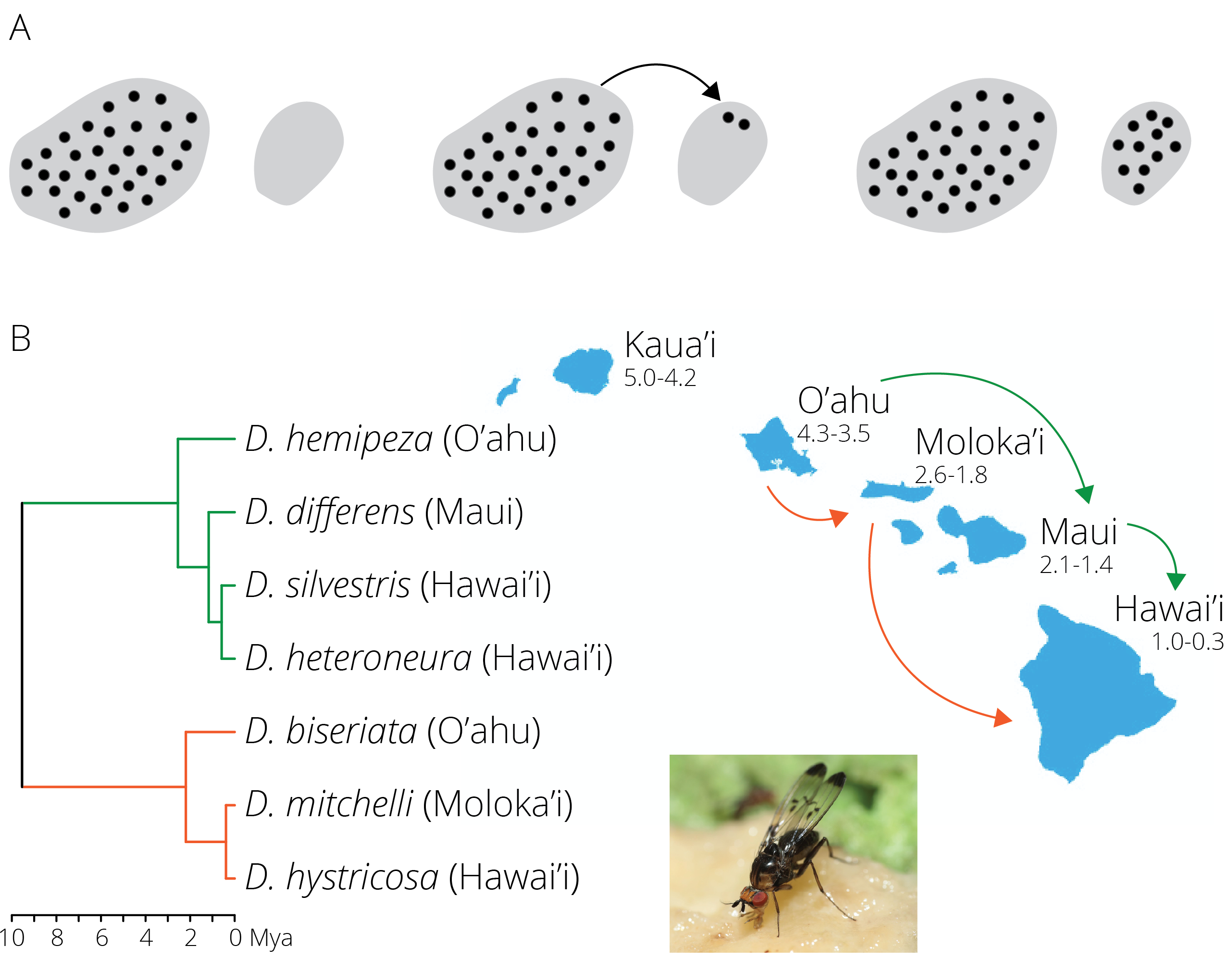A. Dispersal is the colonization of a new habitat across a geographic barrier. B. Patterns of diversification in *Drosophila* fruitflies are consistent with dispersal. In two clades (green and orange), the sequence of species divergence corresponds to colonization of younger islands in the archipelago (adopted from Obbard et al. 2012). The inset photo shows *D. silvestris* (KarlM, [CC BY-SA 3.0](https://creativecommons.org/licenses/by-sa/3.0)).