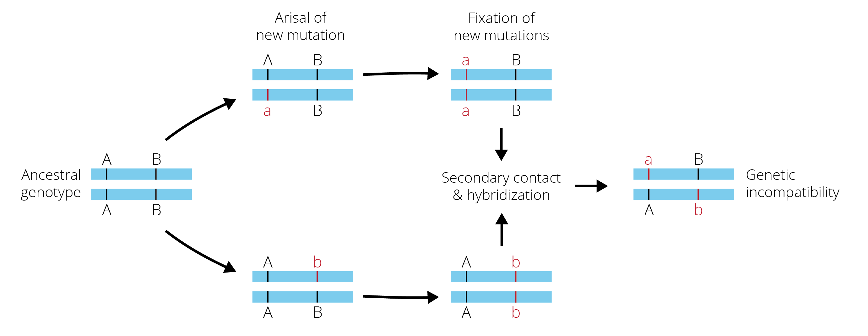 Dobzhansky-Muller incompatibilities arise as a consequence of evolution in geographic isolation. Specifically, new sets of mutations arise in geographic isolation and eventually drift to fixation. Upon secondary contact, recombination of these new alleles in hybrids can be subject to negative epistatic interactions. The novel alleles a and b have no evolutionary history of interacting, and if the alleles are incompatible, hybrid fitness is reduced.