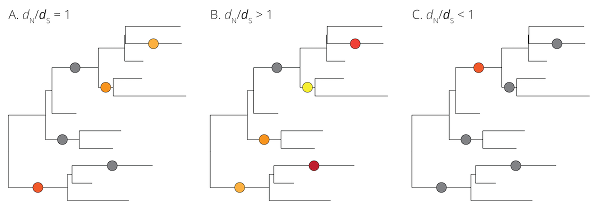 Neutral (gray) and non-neutral (different shades of color) mutations plotted on hypothetical phylogenies. A. Under the assumptions of the neutral theory, the rate of non-synonymous to synonynous substitutions should be equal (d<sub>N</sub>/d<sub>S</sub>=1). B. If a locus is under positive (or divergent) selection, non-synonymous mutations are expected to be driven to fixation rapidly, leading to an underrepresentation of synonymous mutations  (d<sub>N</sub>/d<sub>S</sub>>1). C. If a locus is under negative (or purifying) selection, non-synonymous mutations are expected to be eliminated rapidly, leading to an overrepresentation of synonymous mutations (d<sub>N</sub>/d<sub>S</sub><1).