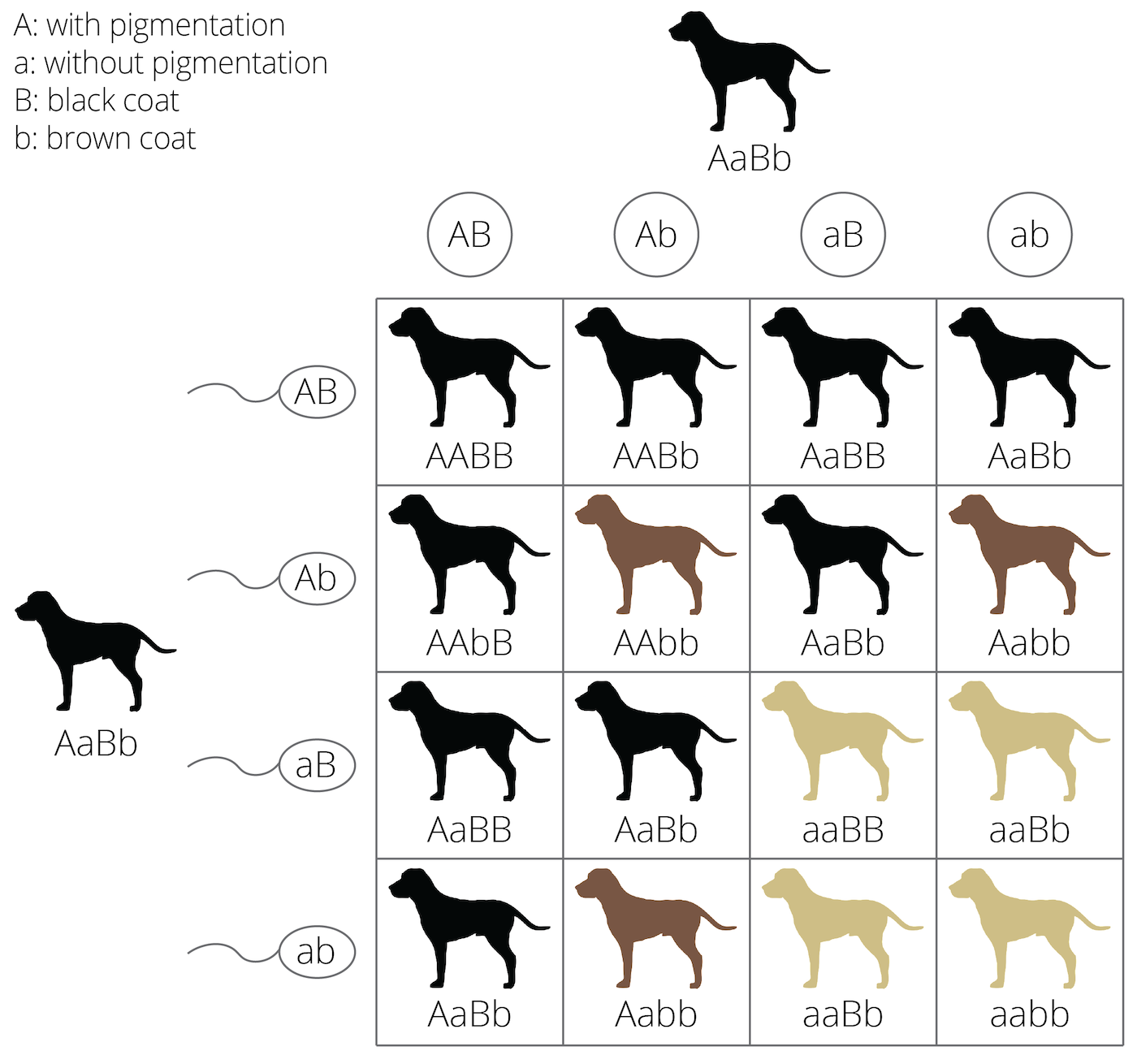 Example of epistasis in coat color genetics: If no pigments can be deposited, the other coat color genes have no effect on color expression, no matter if they would be dominant or recessive, and no matter if the individual is homozygous.