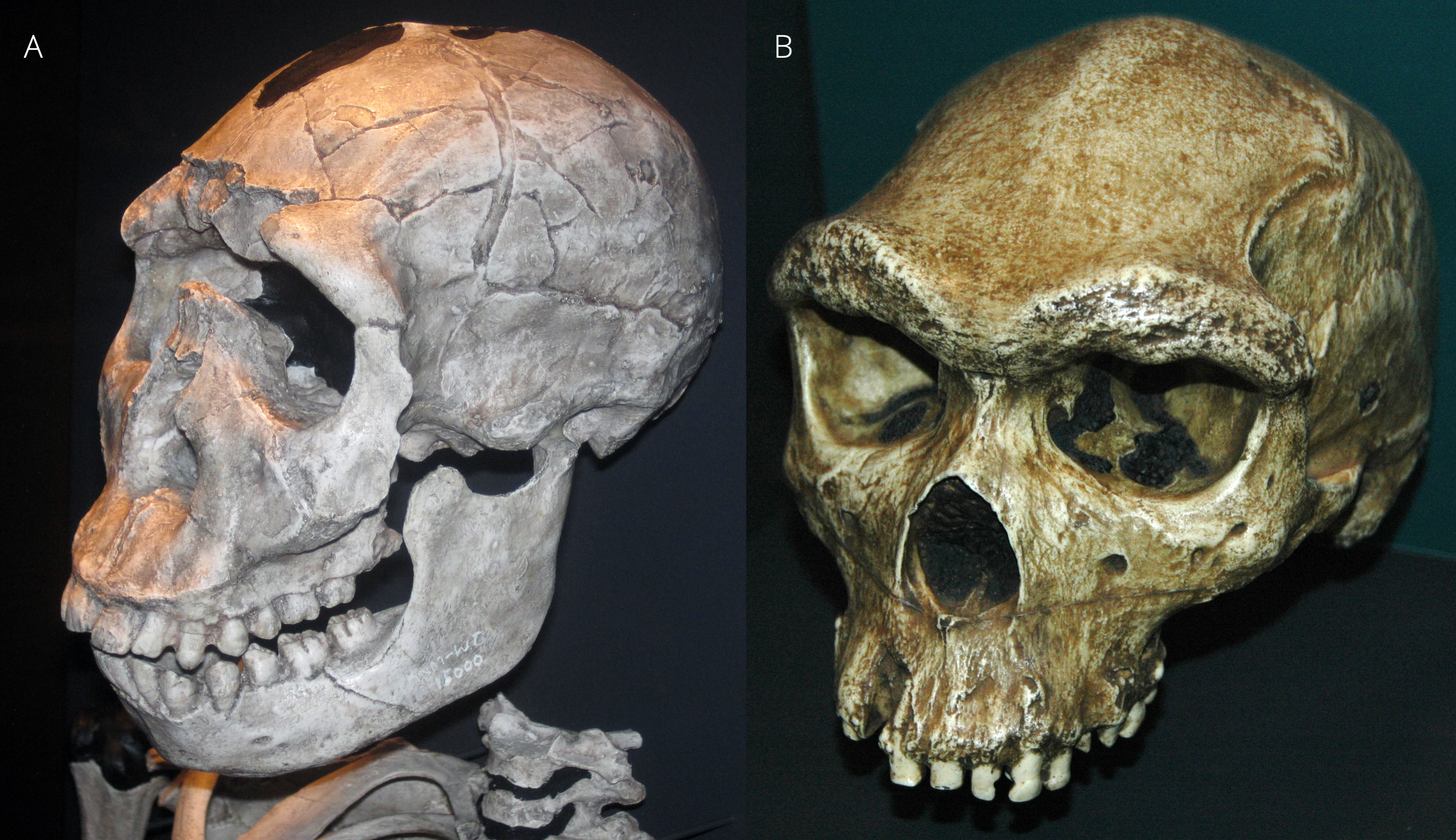 A. *Homo ergaster* skull from Nariokotome, Lake Turkana area, Kenya. B. *Homo heidelbergensis* skull from Kabwe, central Zambia, southern Africa. Photos by [James St. John](https://www.flickr.com/photos/jsjgeology/), [CC BY 2.0](https://www.flickr.com/photos/jsjgeology/).