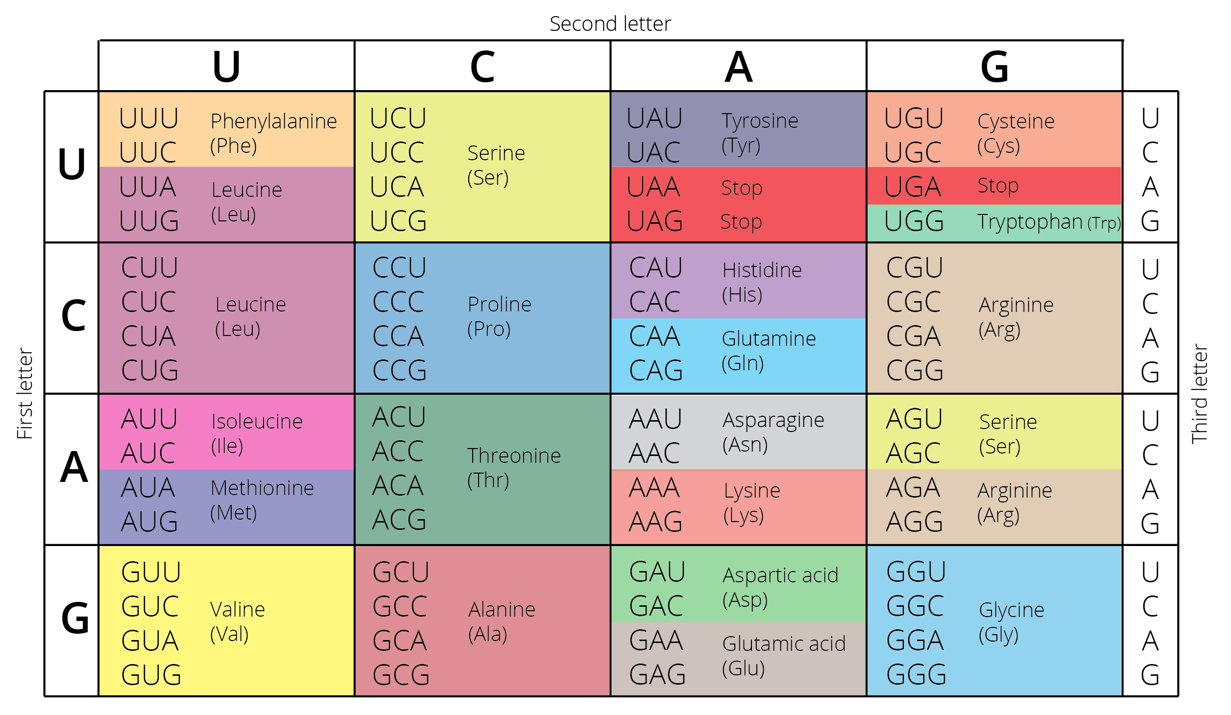 Diagram of the genetic code showing which DNA bases code for which amino acids (in different colors).