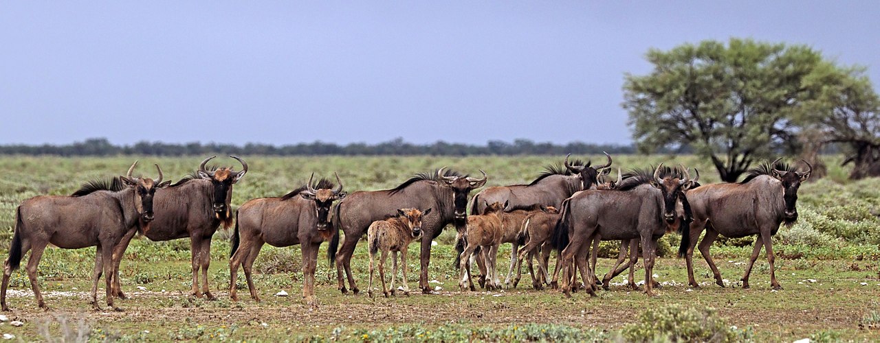 Blue wildebeest (*Connochaetes taurinus*) herd, Etosha National Park, Namibia. Photo: [Charles J. Sharp](https://www.sharpphotography.co.uk/), [CC BY-SA 4.0](https://creativecommons.org/licenses/by-sa/4.0).