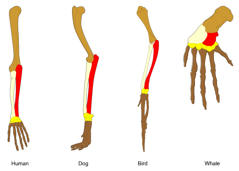 Limbs of terrerstrial vertebrates exhibit the same structure, with homologous bones  (color-coded) that are arranged in the same order irrespective of function. Illustration by Волков Владислав Петрович, [CC BY-SA 4.0](https://creativecommons.org/licenses/by-sa/4.0), via Wikimedia Commons.