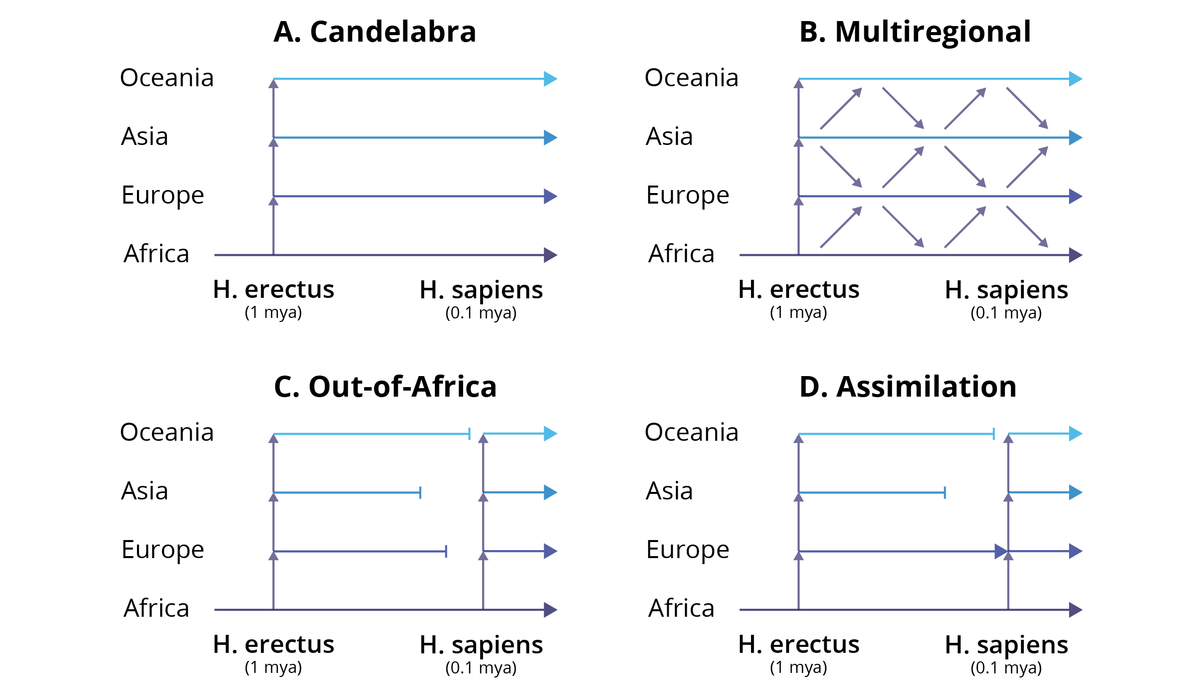 Hypotheses explaining the origin of modern himans (see text for details): A. candelabra hypothesis; B. multiregional; C. out-of-Africa (or African replacement) hypothesis; D. hybridization-and-assimilation hypothesis.