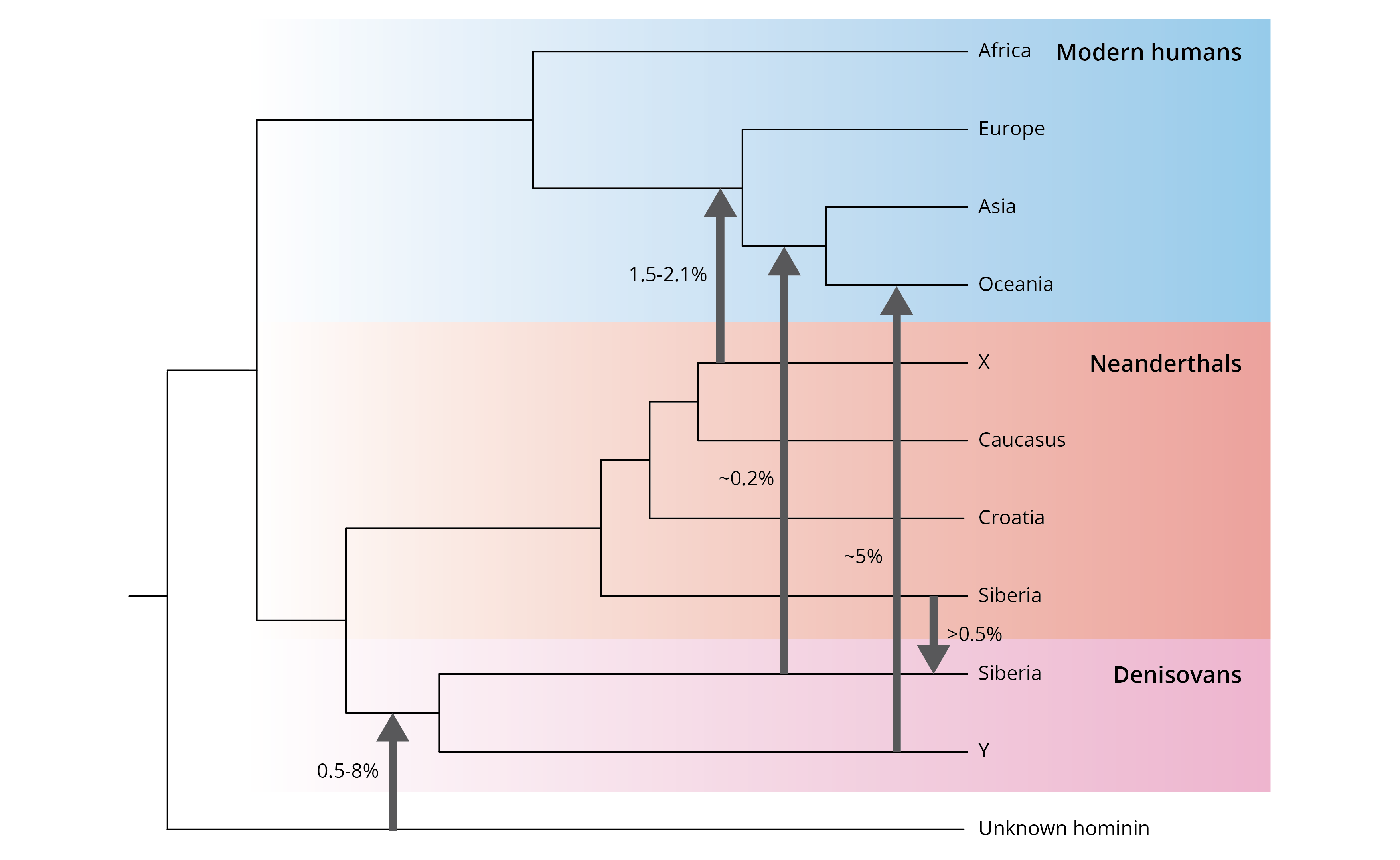 Patterns of historical gene flow between different lineages of pre-modern and modern *Homo*. Adopted from Pfrüfer et al. (2014).