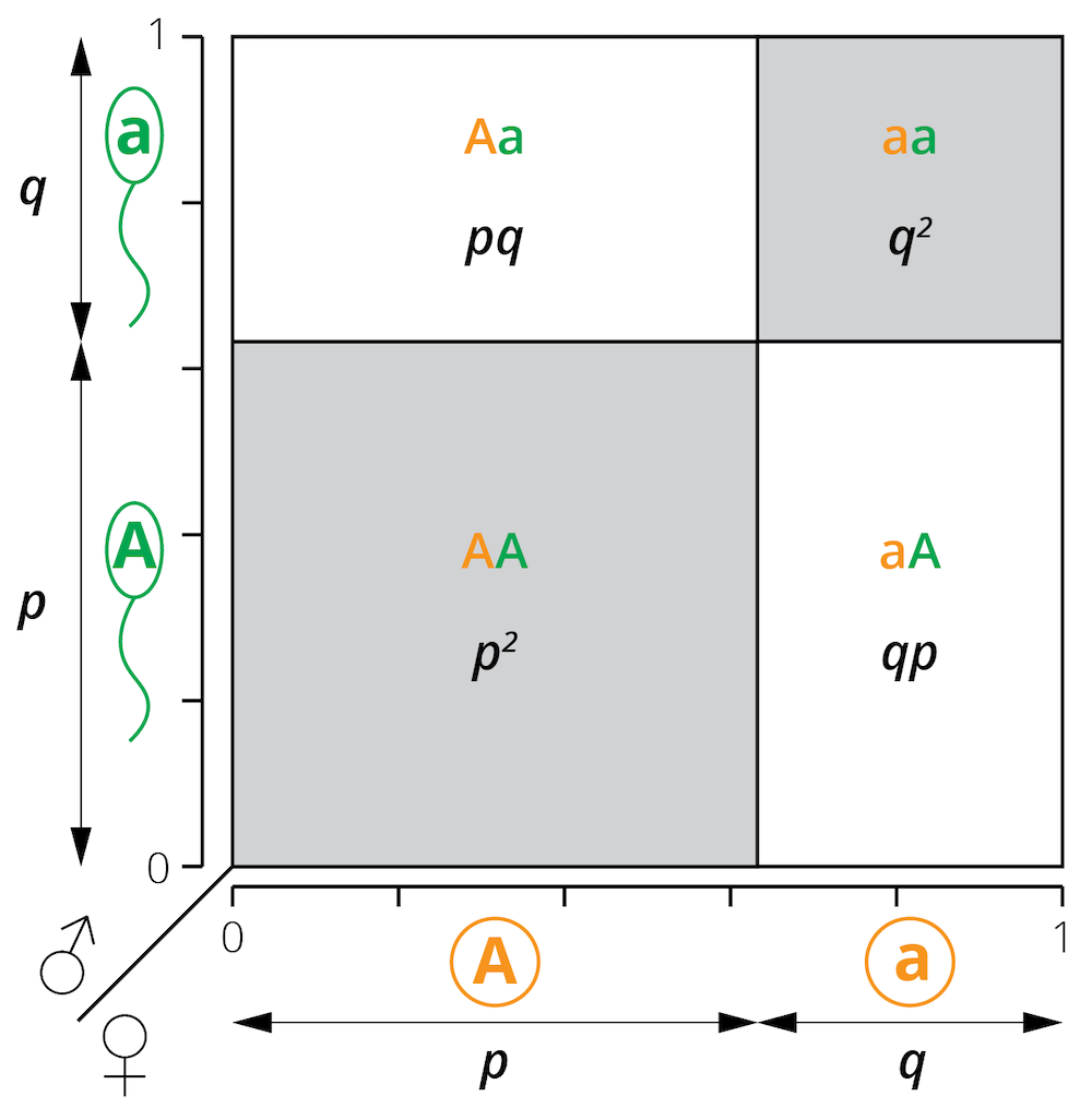 A modified Punnett square illustrates the relationship between allele frequencies (p and q) and the resulting genotype frequencies (p2, 2pq, and q2) under the assumptions of the Hardy-Weinberg principle.